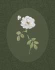 Rose And Lace I Art Print