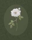 Rose And Lace II Art Print