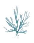 Blue Sea Coral I Art Print