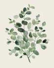 Honeybloom Eucalyptus I Art Print