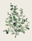 Honeybloom Eucalyptus II Art Print