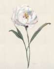 Peony Grand II Art Print