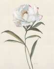 Peony Grand II Art Print