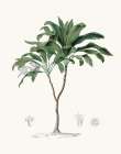 Coastal Palm I Art Print