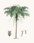Coastal Palm II Art Print