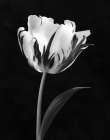 Modern Flower I Art Print