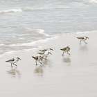 Scurrying Sandpipers I Art Print