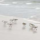 Scurrying Sandpipers II Art Print