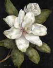 Elegant Magnolia I Art Print