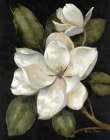 Elegant Magnolia II Art Print