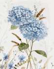 Hydrangea Allure II Art Print