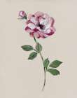 Jewel Rose I Art Print