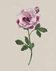 Jewel Rose II Art Print