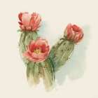 New Cactus Blooms Art Print