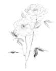 Sketchy Rose I Art Print