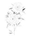 Sketchy Rose II Art Print