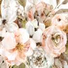 Sweet Ranunculus I Art Print