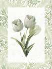 Fresh Tulips I Art Print