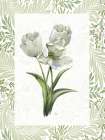 Fresh Tulips II Art Print