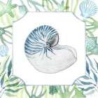 Coastal Shell II Art Print