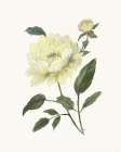 Yellow Rose II Art Print