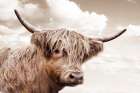 Highland Dreamin Art Print