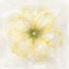 Yellow Posy I Art Print