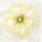 Yellow Posy II Art Print