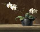 Orchid Still Life Art Print