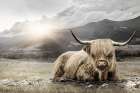 Meadow Highlander Art Print