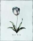 Beautiful Blue Tulip I Art Print