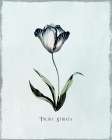 Beautiful Blue Tulip II Art Print