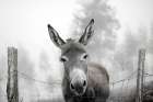 Foggy Day Donkey Art Print