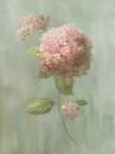 Hydrangea Elegance I Art Print