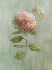 Hydrangea Elegance II Art Print