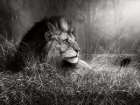 Majestic King Art Print