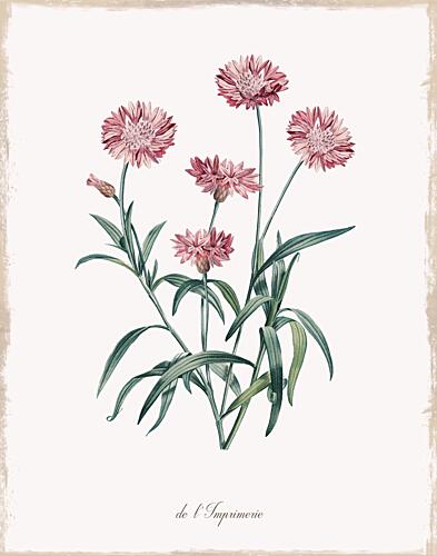 Imperial Pink