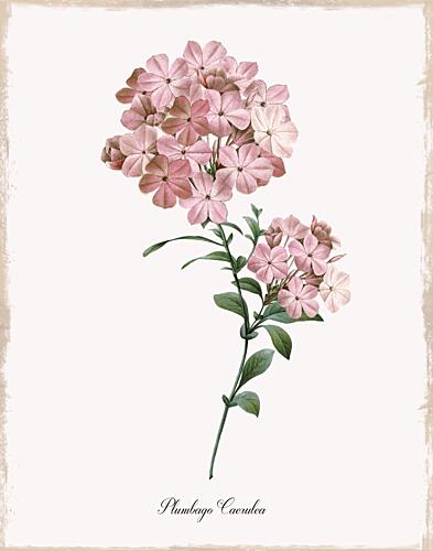 Pink Cape Leadwort