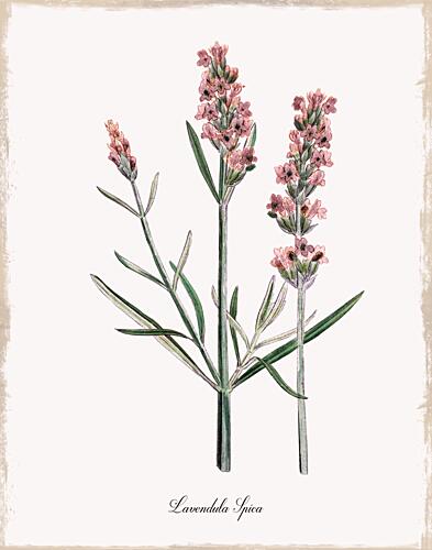 Pink Lavender