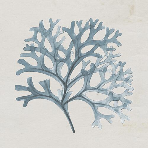 Seaweed I