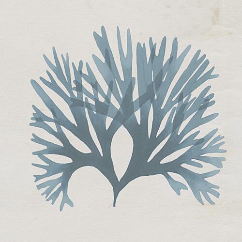 Seaweed II