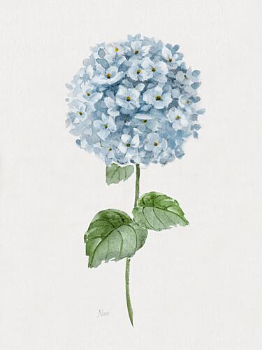 Cottage Hydrangea I