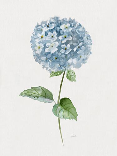 Cottage Hydrangea II