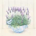 Lavender Art Print