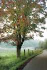 Almost Autumn