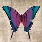 Butterflies IV