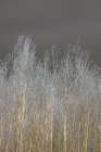 Silver Forest II