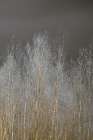 Silver Forest III