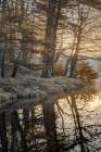 Frosty Morning I