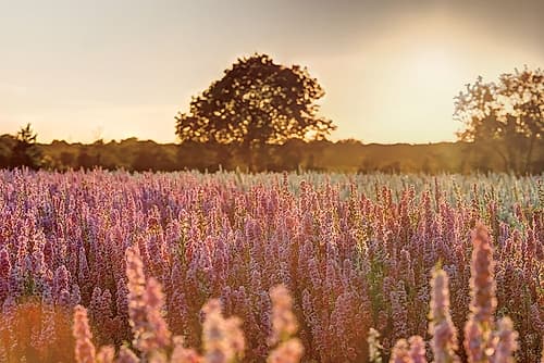 Delphinium Sunset Art Print